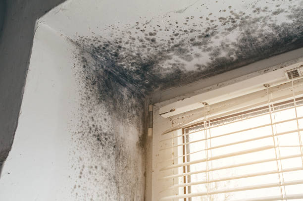 Affordable Bathroom Mold Removal solutions in Kingston, NJ